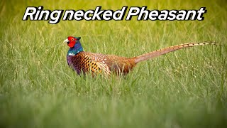 Ring necked pheasantBažant obyčajný [upl. by Gian652]