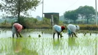 Telangana Turns The Tide The Agriculture Story [upl. by End]