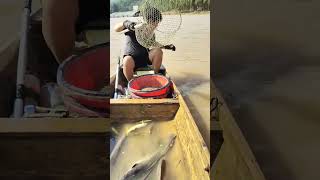 Daily Line Fishing in river at home 005190 fishing fishingvideo linefishing fishingtips [upl. by Sorodoeht]