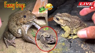 Catch the big funny frog  Catching a frog wants to laugh  Catch a frog for fun funny frog [upl. by Soirtemed]