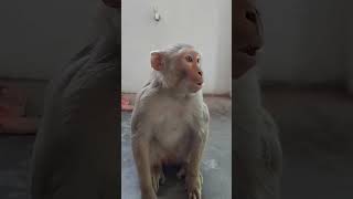 Funny monkey 🐵🐒😂😂 shorts monkey funny comedy [upl. by Ytteb602]