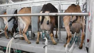 Machine Milking Dairy Goats [upl. by Veljkov]