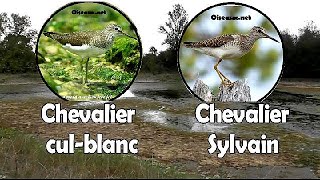 CHEVALIER CUL BLANC et CHEVALIER SYLVAIN l [upl. by Linders]