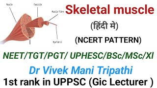 Skeletal muscle  NEET  PGT  TGT  MSc  BSc  GIC  UPHESC  CNET [upl. by Ys]