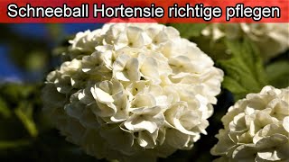 Schneeballhortensie richtige pflegen – Schneeball Hortensie Standort  Schneiden  Gießen  Düngen [upl. by Eizle]