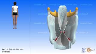 Le larynx Les cordes vocales Vibration des cordes vocales [upl. by Yehc]