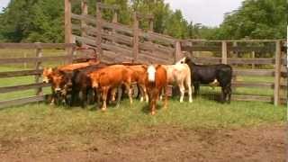 PIEDMONTESE ORGANIC BEEF CATTLE [upl. by Bellamy]