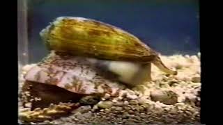 Cone Snail Eats Fish [upl. by Annol]