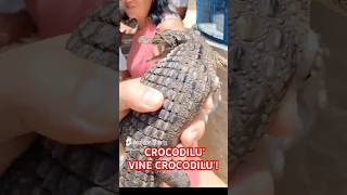 crocodilu vine crocodilu crocodile [upl. by Aihsoek793]