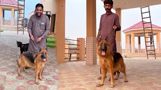 Finally Hamari German Shepherd Female Dog A Gyi [upl. by Thorley402]