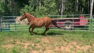 Edgewood’s purebred Canadian mare Garoy Palmer Belle [upl. by Swainson]