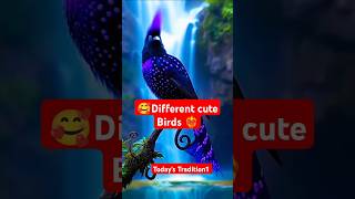 Different cute Birds ❤️‍🔥🥰birds youtubeshorts shorts [upl. by Eatnoed]