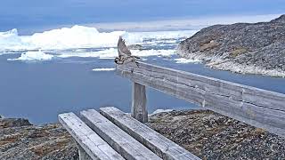 Hiking trail in Ilulissat Greenland in June [upl. by Akienaj]