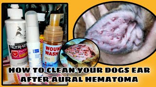 How to clean your dogs ear after aural hematoma surgery  MiraiValente [upl. by Kiernan]