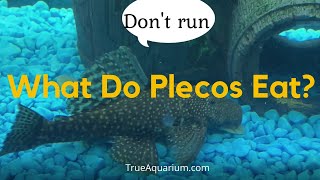 What Do Plecos Eat  Plecostomus care [upl. by Nnairam]