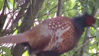 Pheasant flying Phasianus colchicus [upl. by Aiam816]