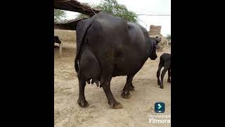 BUFFALO GIVING 50 LITERS MILK PER DAY drsksinghchanneljaishree1255 [upl. by Evangelia]