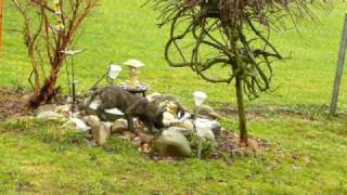 Hollandse Herder Ruwhaar Welpen mit Berger Picard [upl. by Arytas]