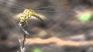 Dragonfly catching and eating a mosquito [upl. by Anni91]