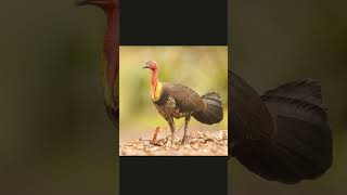 🐦☆¹⁷•² Australian Brushturkey ¹Wild Turkey ²Ocellated Turkey ✔️³Bushturkey ⁴Fowl [upl. by Iilek]