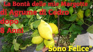 La Bontà delle mie Margotte di Cedro dopo 8 Anni quotSono Felicequot [upl. by Aseyt]