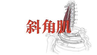 斜角肌 Scalenus muscle [upl. by Alithia]