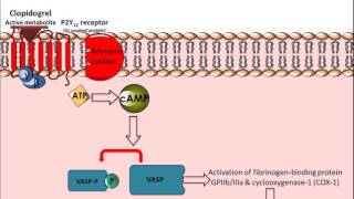 Clopidogrel  Mechanism of Action [upl. by Mila]