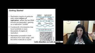 162 DNA Replication [upl. by Burg191]