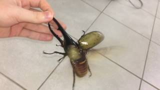 Largest beetle in the world flies [upl. by Akemor]