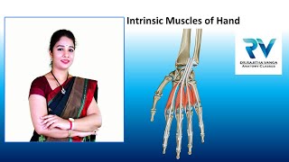 Intrinsic Muscles of Hand by Dr Rajitha Vanga [upl. by Weide]