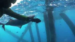 Freedive Spearfishing Hand caught Almaco Jack [upl. by Nit826]