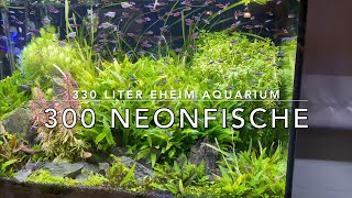 330 Liter amp 300 Neons Neonsalmler Blauer Neon im Eheim Aquarium  Süßwasser in Perfektion [upl. by Yecam]