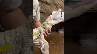 Albino Alligator Loves Scratches [upl. by Buiron]