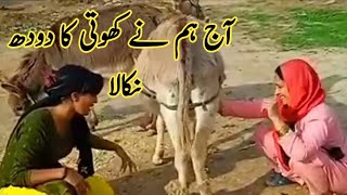 Desi Girl Donkey Milk By hand And Riding Punjabi village life nasreen village vlogs [upl. by Aihsatsan]