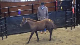 2018 Logging Camp Colts Sell in Mandan ND [upl. by Lennox333]