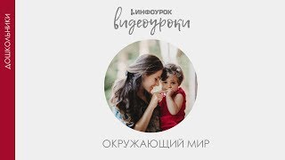 Насекомые  Дошкольники  Окружающий мир 15  Инфоурок [upl. by Aglo2]