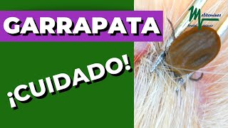 Enfermedades que trasmiten las garrapatas ¡CUIDADO [upl. by Aindrea]