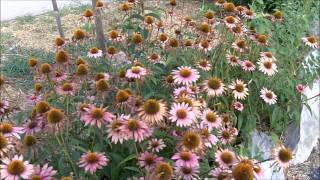 Echinacea Purpurea Purple Coneflowers for Immune System Support [upl. by Bensky]