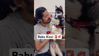 Problem with My Dogs 🚨 shorts dog husky trendingsongs honeysingh [upl. by Anrahs]