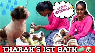 Tharahs 1st bath🐶 Shih tzu Puppy❤  First Bath  Tharah [upl. by Beret]