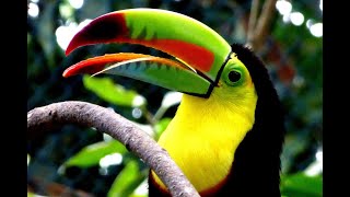 Tucanos Aves Fascinantes e Coloridas da América Latina [upl. by Kumler]