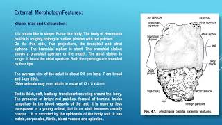 General features External morphology and Internal anatomy of Herdmania   Herdmania BSc 2nd year [upl. by Ami]