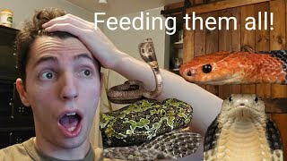 Feeding my RAREST Venomous Snakes [upl. by Amethist]