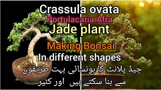 crassula ovata jade plant bonsai in different shapes  care propagation Grow green 445 [upl. by Areyk]