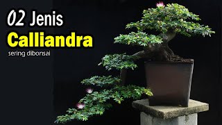 2 Jenis Kaliandra Paling Sering Dibuat Bonsai [upl. by Raouf]