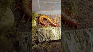 Giant Centipede Scolopendra Dehaani sp Cherry Red [upl. by Irby278]