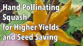 Hand Pollinating Squash for Higher Yields and Seed Saving [upl. by Gardy447]