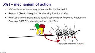 8 Long noncoding RNAs Xist and HOTAIR [upl. by Nitnert]