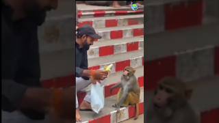 Funny Monkey Mind Voice shortsfeed monkey funnyanimal funny funnycat comedy catvideos [upl. by Eniretac]