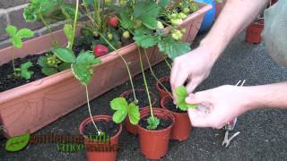 Planting Strawberry Runners Propagating Strawberries the easy way [upl. by Onimod82]